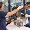 Ian Somerhalder sauve des oiseaux au International Bird Rescue (IBR) & Marine Mammal Center à San Pedro, le 9 juillet 2015.