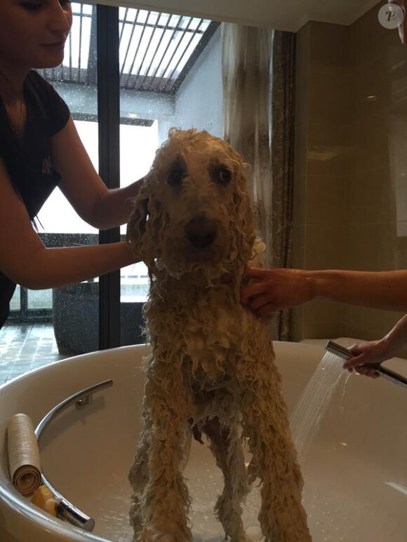 Spencer, le chien de Robbie Williams, prend un bain / photo postée sur le compte Twitter de Spencer.