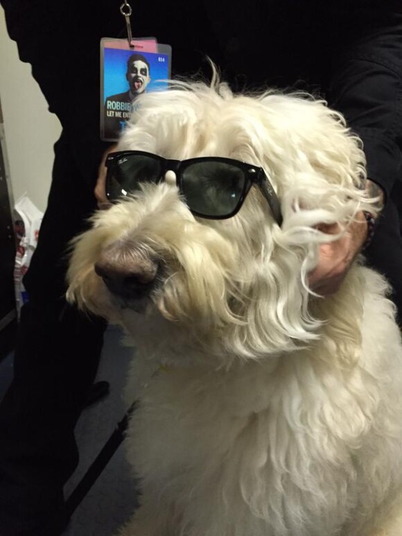 Spencer, le chien de Robbie Williams, sur la tournée de son maître / photo postée sur le compte Twitter de Spencer.