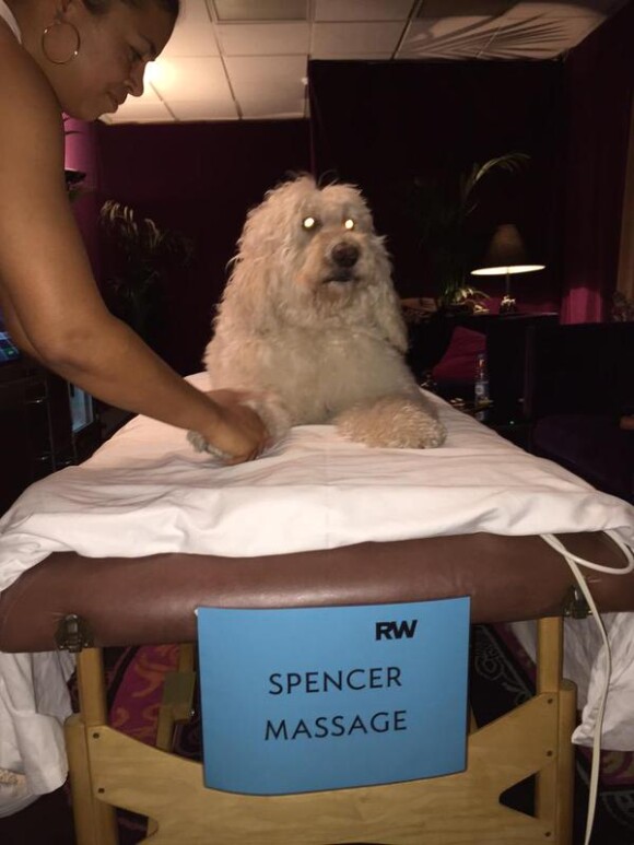 Spencer, le chien de Robbie Williams, se fait masser / photo postée sur le compte Twitter de Spencer.
