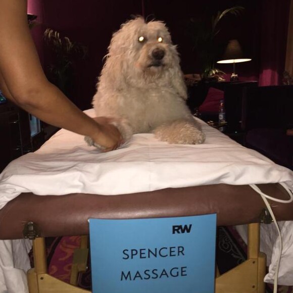 Spencer, le chien de Robbie Williams, se fait masser / photo postée sur le compte Twitter de Spencer.