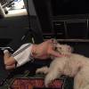 Robbie Williams et son chien Spencer / photo postée sur le compte Twitter de Spencer.