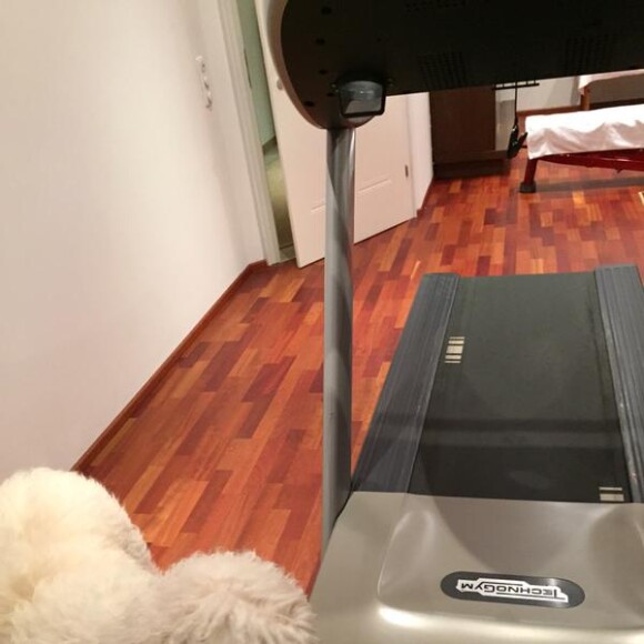 Spencer, le chien de Robbie Williams, à la salle de gym / photo postée sur le compte Twitter de Spencer.