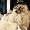 Spencer, le chien de Robbie Williams / photo postée sur le compte Twitter de Spencer.