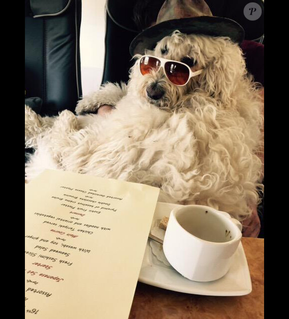 Spencer, le chien de Robbie Williams / photo postée sur le compte Twitter de Spencer.