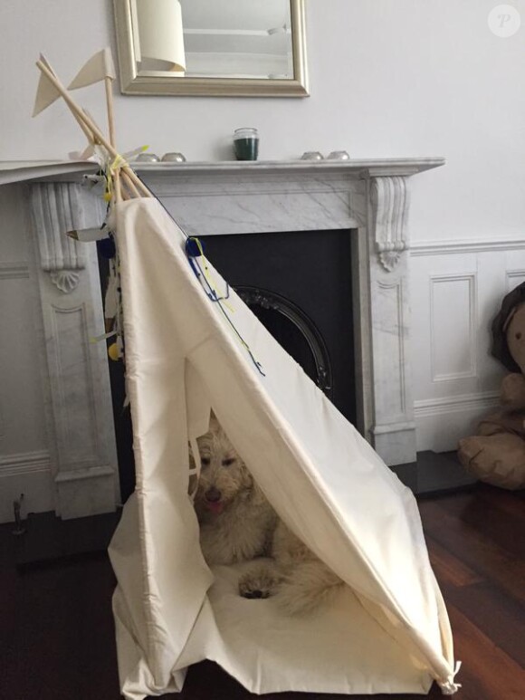 Spencer, le chien de Robbie Williams, dans une tente / photo postée sur le compte Twitter de Spencer.