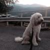 Spencer, le chien de Robbie Williams, en Italie / photo postée sur le compte Twitter de Spencer.