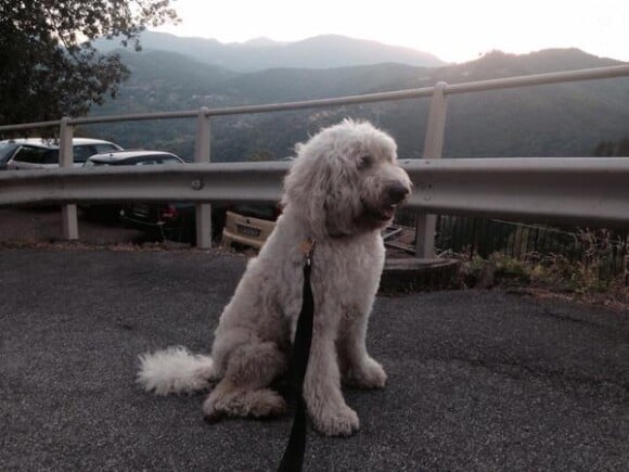 Spencer, le chien de Robbie Williams, en Italie / photo postée sur le compte Twitter de Spencer.