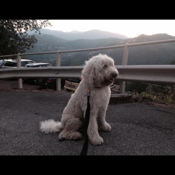 Spencer, le chien de Robbie Williams, en Italie / photo postée sur le compte Twitter de Spencer.