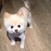 Geri Halliwell a posté une photo de son adorable petit chien sur sa page Instagram au mois de décembre 2015.