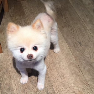 Geri Halliwell a posté une photo de son adorable petit chien sur sa page Instagram au mois de décembre 2015.