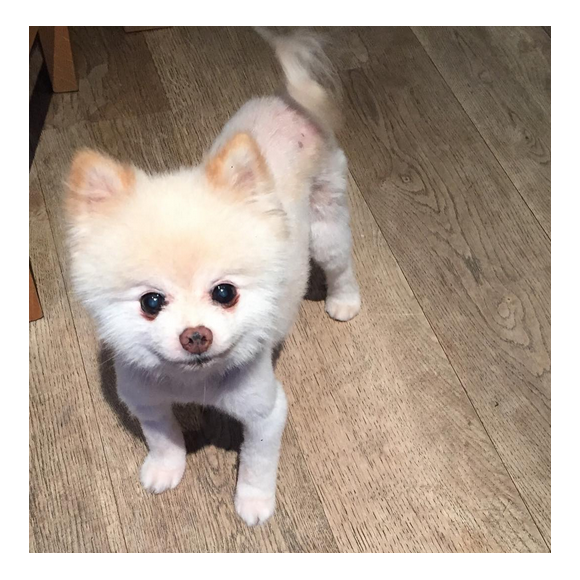 Geri Halliwell a posté une photo de son adorable petit chien sur sa page Instagram au mois de décembre 2015.