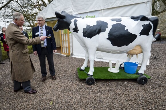 Le prince Charles rencontre la vache Milky Way en visite à l'association Send a Cow dont il est le président à Bath le 1er février 2016.