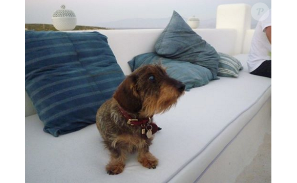 Virgule, la chien de Stéphane Bern est décédé. Mars 2016.
