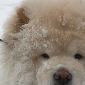 Justin Bieber a donné son chien Todd à son danseur CJ Salvador. Photo publiée sur sa page Instagram au mois de décembre 2016