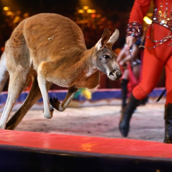 La troupe Exotic animals by Marek Jama - La famille princière de Monaco lors du 41e Festival International du Cirque de Monte-Carlo, le 20 janvier 2017. © Pool/Frédéric Nebinger Monaco/Bestimage