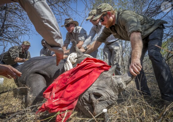 Le prince Harry en train de soigner un rinhocéros au Botswana en septembre 2016 avec des membres de la Rhino Conservation Botswana (RCB). En janvier 2017, l'organisme de protection des rhinocéros a annoncé le prince comme parrain.