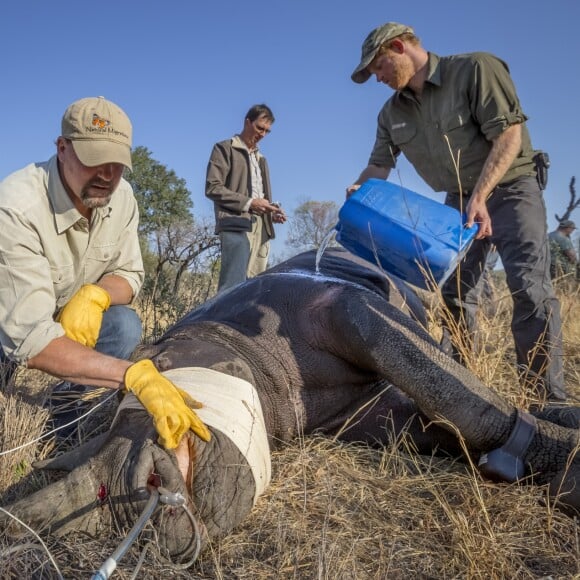 Le prince Harry en train de soigner un rinhocéros au Botswana en septembre 2016 avec des membres de la Rhino Conservation Botswana (RCB). En janvier 2017, l'organisme de protection des rhinocéros a annoncé le prince comme parrain.