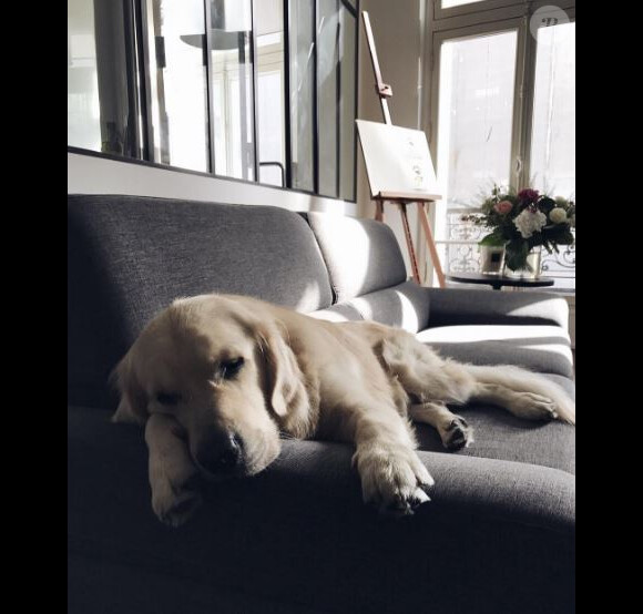 Island, le chien de Caroline Receveur - Instagram, 2017