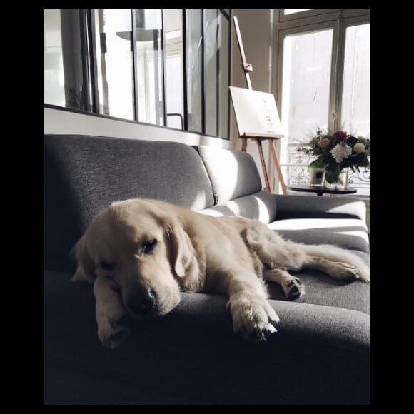 Island, le chien de Caroline Receveur - Instagram, 2017