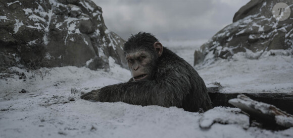 Image du film La Planète des singes - Suprématie, en salles le 2 août 2017