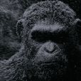 Image du film La Planète des singes - Suprématie, en salles le 2 août 2017