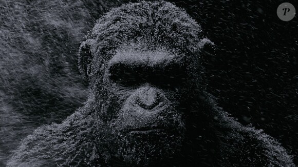 Image du film La Planète des singes - Suprématie, en salles le 2 août 2017