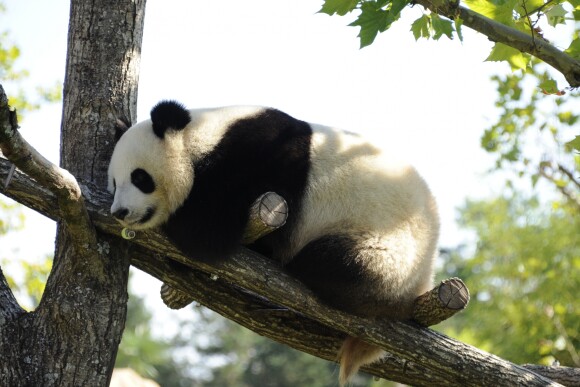 Mâle panda nommé Yuan Zi au Zoo de Beauval (photo datant de 2012)
