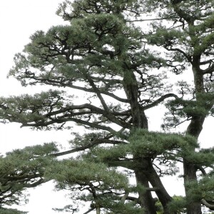 Le prince Frederik et la princesse Mary de Danemark au jardin Kenroku-en à Kanazawa lors d'un voyage officiel pour célébrer les 150 ans de relations diplomatiques entre le Danemark et le Japon, le 09 octobre 2017.