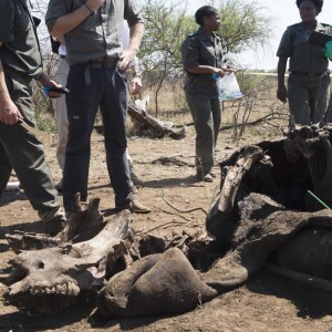 Le prince Harry visite une scène de crime avec une équipe médico-légale après qu'un rhinocéros a été tué par des braconniers dans le Parc national Kruger en Afrique du Sud le 2 décembre 2015.