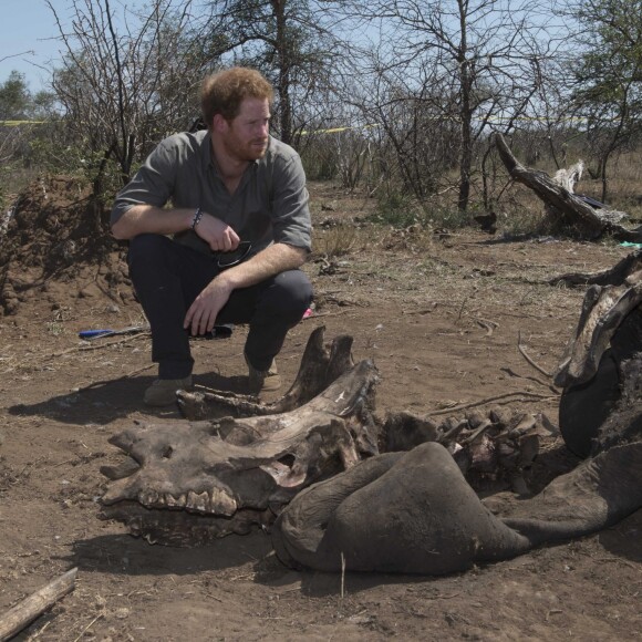 Le prince Harry visite une scène de crime avec une équipe médico-légale après qu'un rhinocéros a été tué par des braconniers dans le Parc national Kruger en Afrique du Sud le 2 décembre 2015.