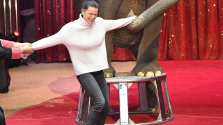 Stéphanie de Monaco : Happée par un éléphant, sa famille de cirque se l'arrache