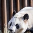 Le nouvel enclos des pandas Mao Sun et Xing Er, arrivés de Chine et présentés au public le 11 avril 2019, a été inauguré au zoo de Copenhague le 10 avril 2019 par la reine Margrethe II de Danemark et la princesse Mary.