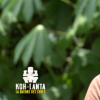 Cyril dans "Koh-Lanta, la guerre des chefs" (TF1) vendredi 31 mai 2019.