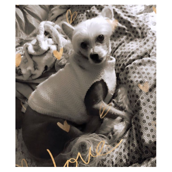 Titi, le chien de Loana, sur Instagram, le 25 juin 2019