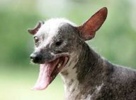 Voici le chien le plus ignoble du monde ! Le pauvre !