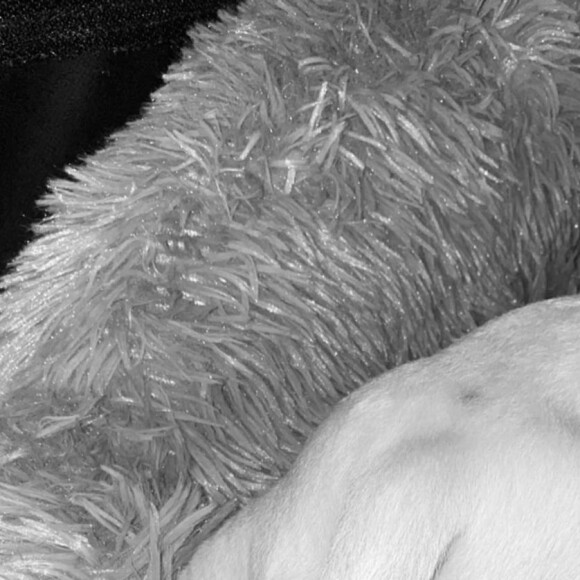Le nouveau chien de Charlotte Gainsbourg en Story Instagram, le 19 octobre 2020.