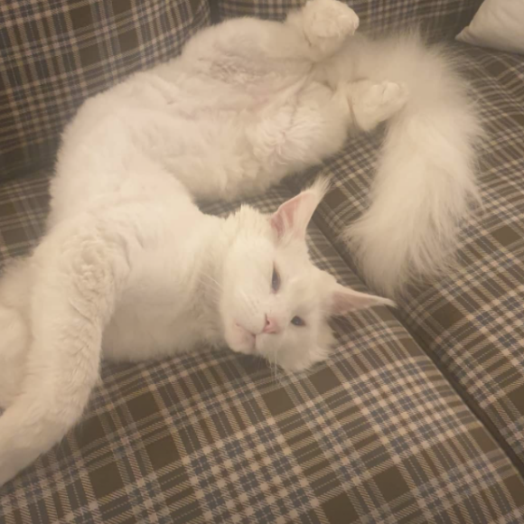 Camille Lacourt partage des photographies de ses animaux de compagnie sur Instagram.