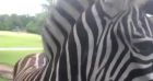 David Gallienne et son chéri Aurélien au zoo. Juillet 2021