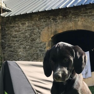 Julien Courbet présente Simone, nouvelle arrivée dans la famille.