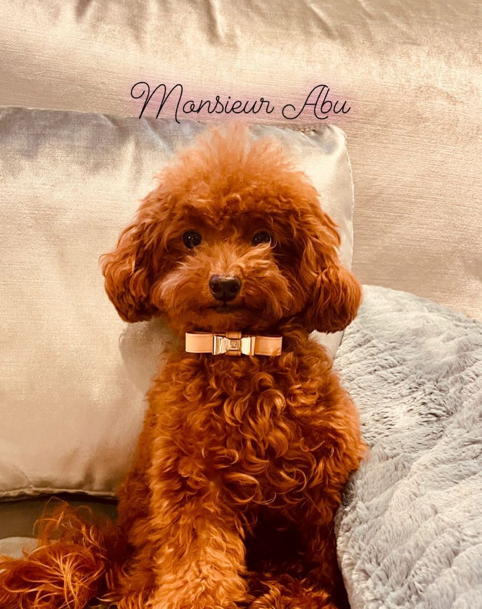 Le chien d'Antonela Roccuzzo, Abu.