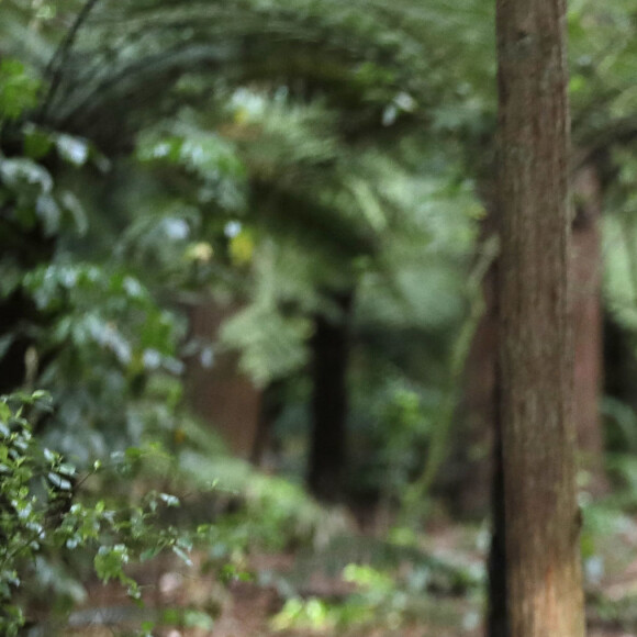 Le prince Harry, duc de Sussex et Meghan Markle, duchesse de Sussex (enceinte) visitent le site Redwoods Tree Walk à Rotorua, Nouvelle Zélande le 31 octobre 2018. 