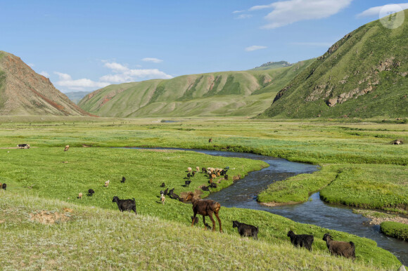 Troupeau de chèvres broutant près d'une rivière de montagne dans la vallée de Naryn