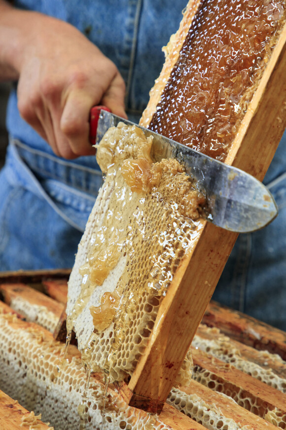 Les conserves restent néanmoins les premières suspectes car la toxine que génère la bactérie Clostridium botulinum après une période d'incubation de quelques heures à quelques jours se retrouve surtout dans les aliments mal conservés. 
Apiculture. Desoperculation des alveoles d'une ruche a la miellerie de la Divette a Thiescourt (60) 