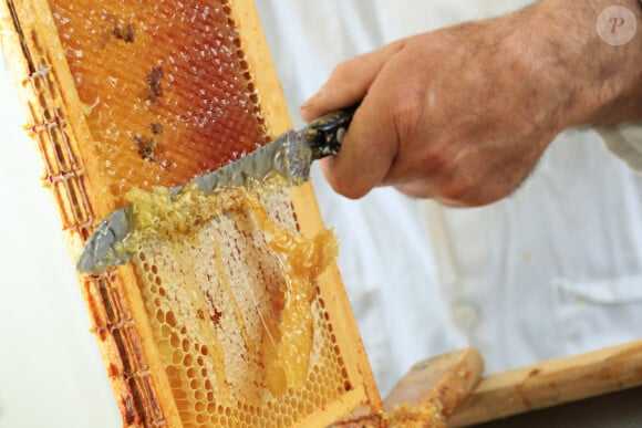 S'il ne s'agit pas de céder à la panique, découvrez sans plus attendre la liste de ces aliments.
Apiculture, recolte du miel. Desoperculation des cadres, etape qui consiste a retirer les opercules de cire afin de liberer le miel des alveoles