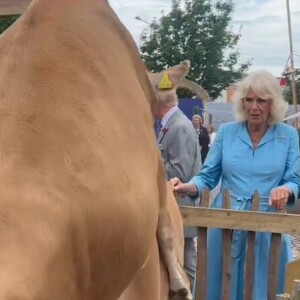 Mais très rapidement, l'une d'elles a tenté de saillir une autre congénère ! De quoi amuser la reine, et les autres personnes présentes à ses côtés.
La reine Camilla prise au dépourvu devant un troupeau de vâches jersiaises, à Jersey.
(Screen vidéo - Rebecca English - correspondante pour le "Daily Mail".