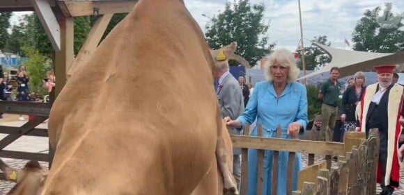 Mais très rapidement, l'une d'elles a tenté de saillir une autre congénère ! De quoi amuser la reine, et les autres personnes présentes à ses côtés.
La reine Camilla prise au dépourvu devant un troupeau de vâches jersiaises, à Jersey.
(Screen vidéo - Rebecca English - correspondante pour le "Daily Mail".