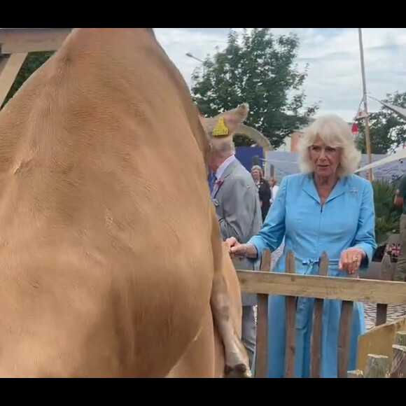 Mais très rapidement, l'une d'elles a tenté de saillir une autre congénère ! De quoi amuser la reine, et les autres personnes présentes à ses côtés.
La reine Camilla prise au dépourvu devant un troupeau de vâches jersiaises, à Jersey.
(Screen vidéo - Rebecca English - correspondante pour le "Daily Mail".
