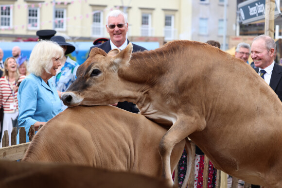 La reine Camilla assiste à un accouplement de vaches à Jersey lors d'une visite ce lundni 15 juillet 2024 © Ian Vogler/MirrorPix/Bestimage