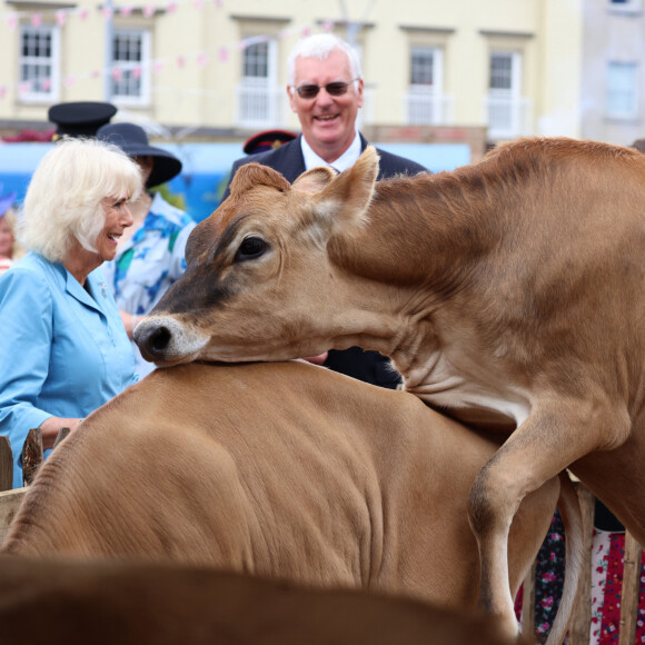 La reine Camilla assiste à un accouplement de vaches à Jersey lors d'une visite ce lundni 15 juillet 2024 © Ian Vogler/MirrorPix/Bestimage